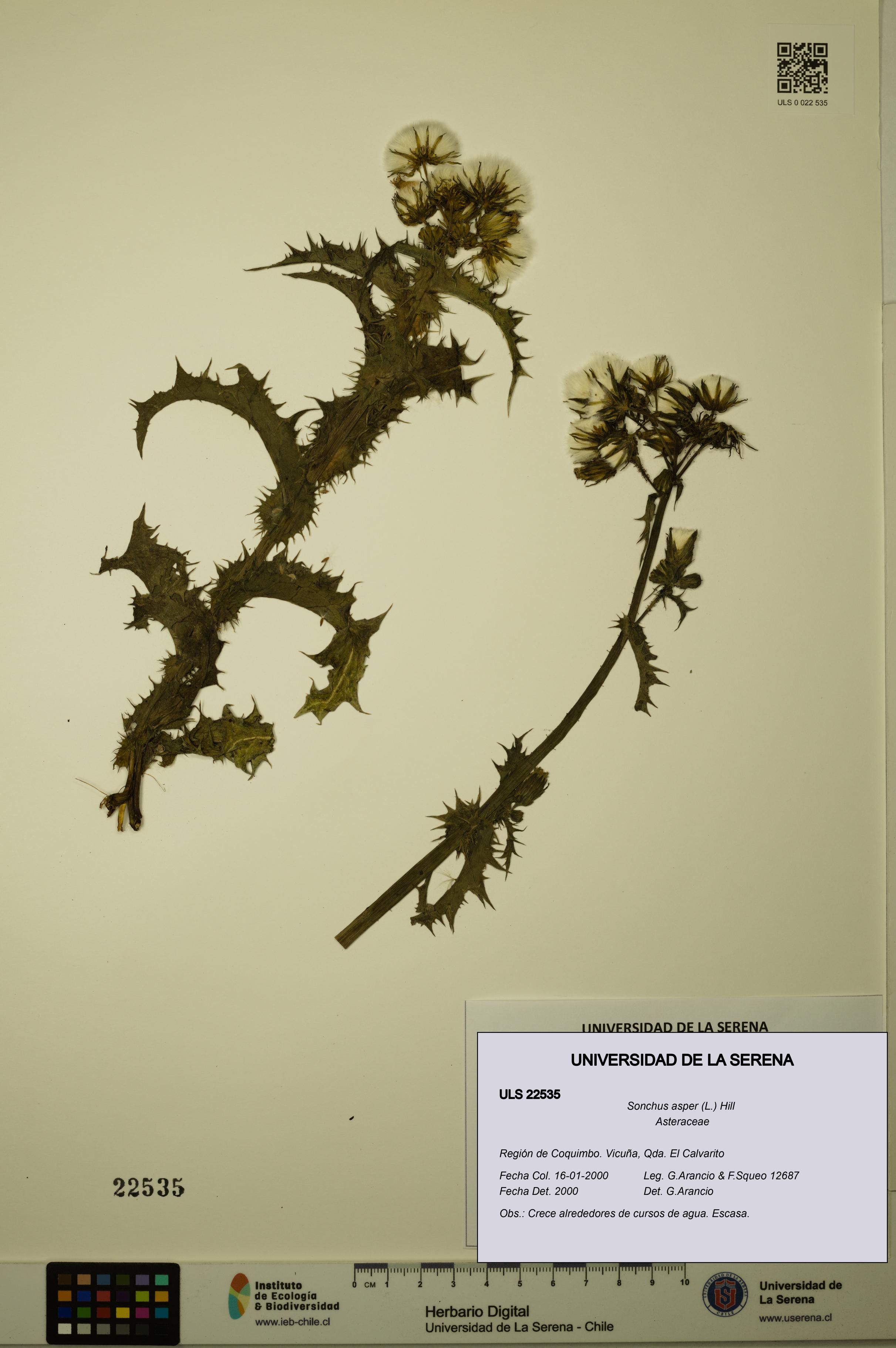 Sonchus asper [Espécimen: ULS:ULS:0022535]