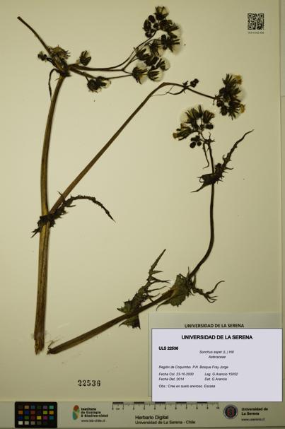 Sonchus asper [Espécimen: ULS:ULS:0022536]
