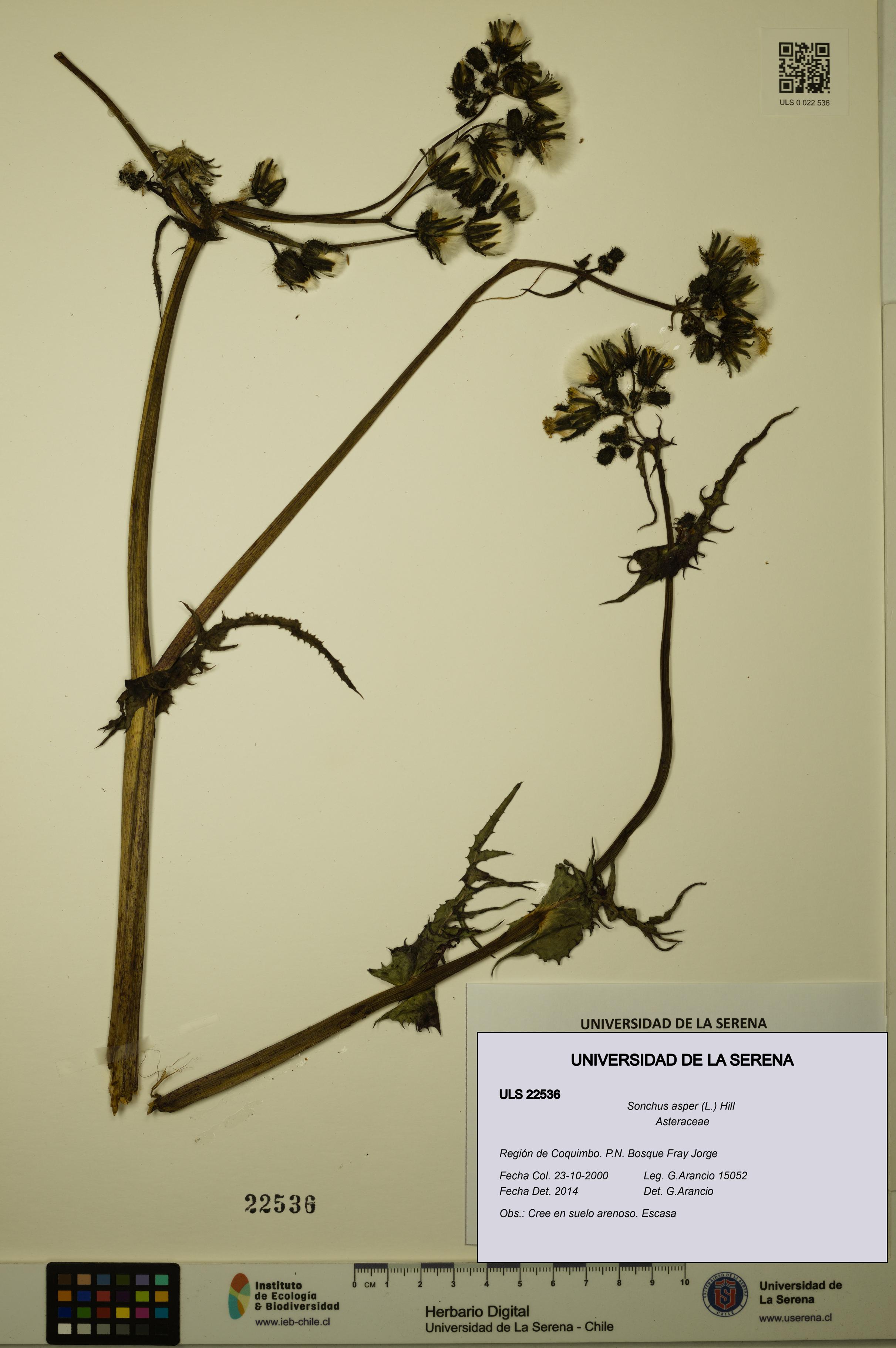 Sonchus asper [Espécimen: ULS:ULS:0022536]