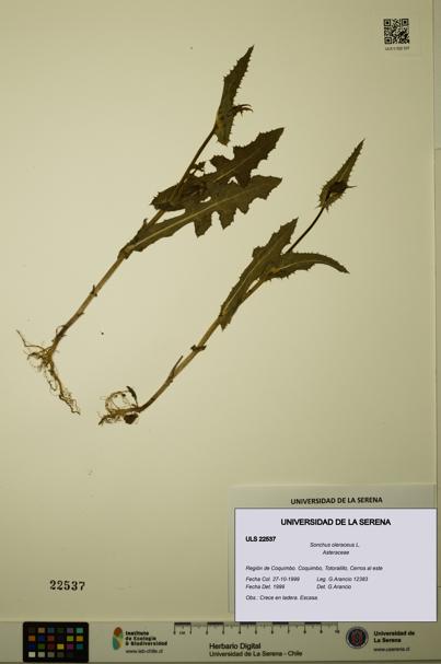 Sonchus oleraceus [Espécimen: ULS:ULS:0022537]