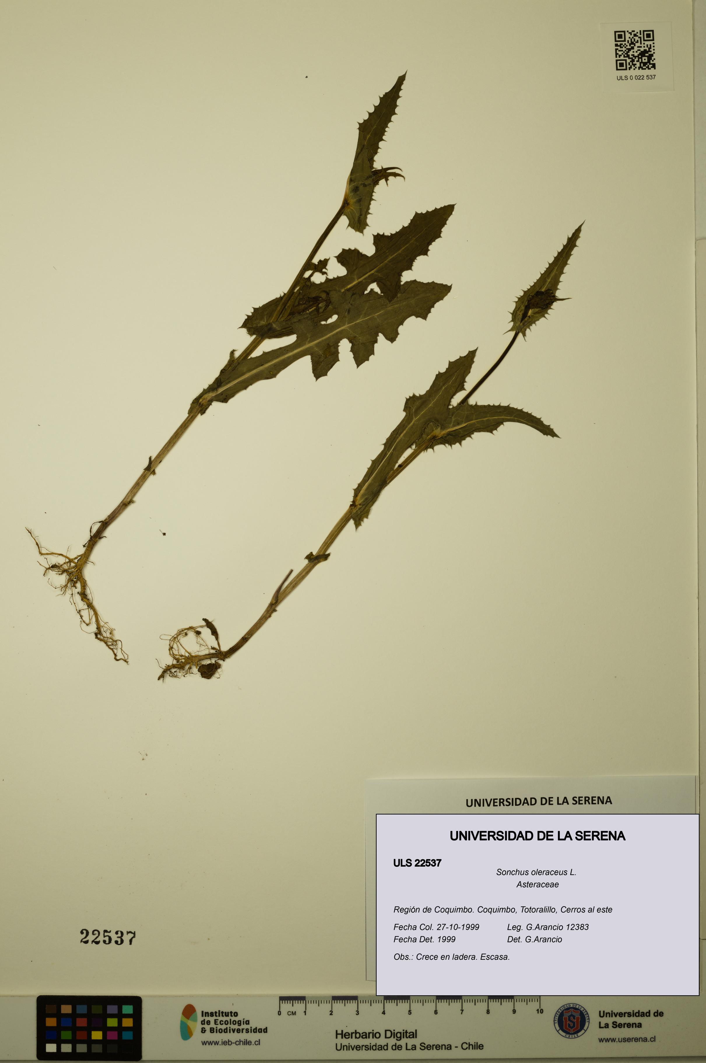 Sonchus oleraceus [Espécimen: ULS:ULS:0022537]