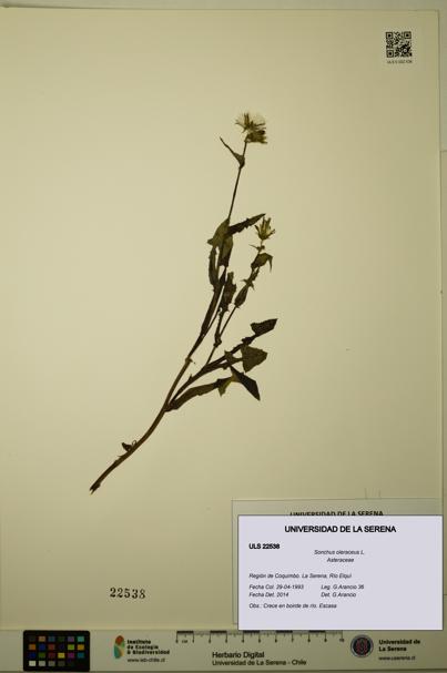 Sonchus oleraceus [Espécimen: ULS:ULS:0022538]