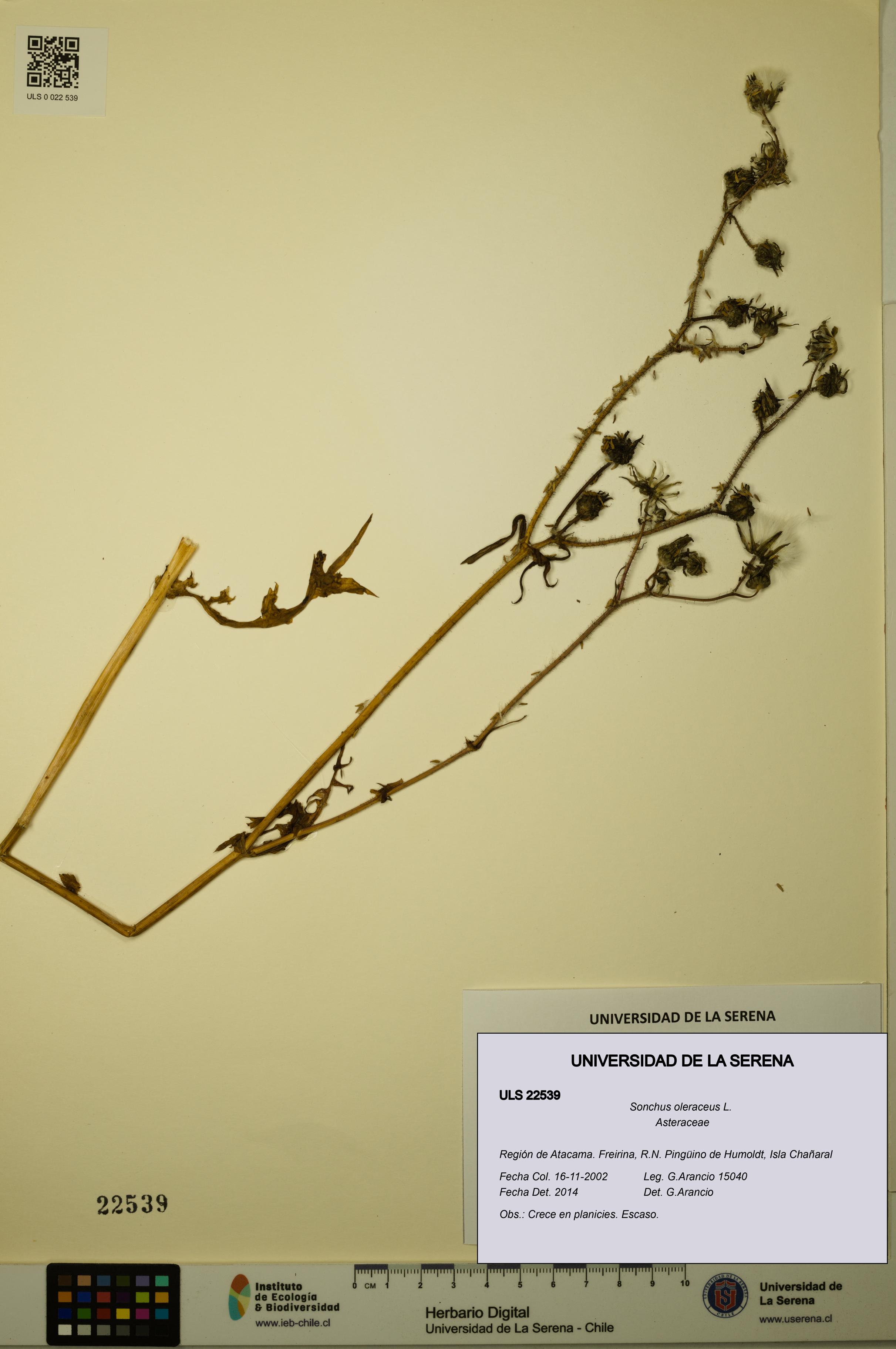 Sonchus oleraceus [Espécimen: ULS:ULS:0022539]