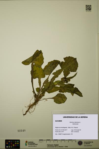 Sonchus oleraceus [Espécimen: ULS:ULS:0022540]
