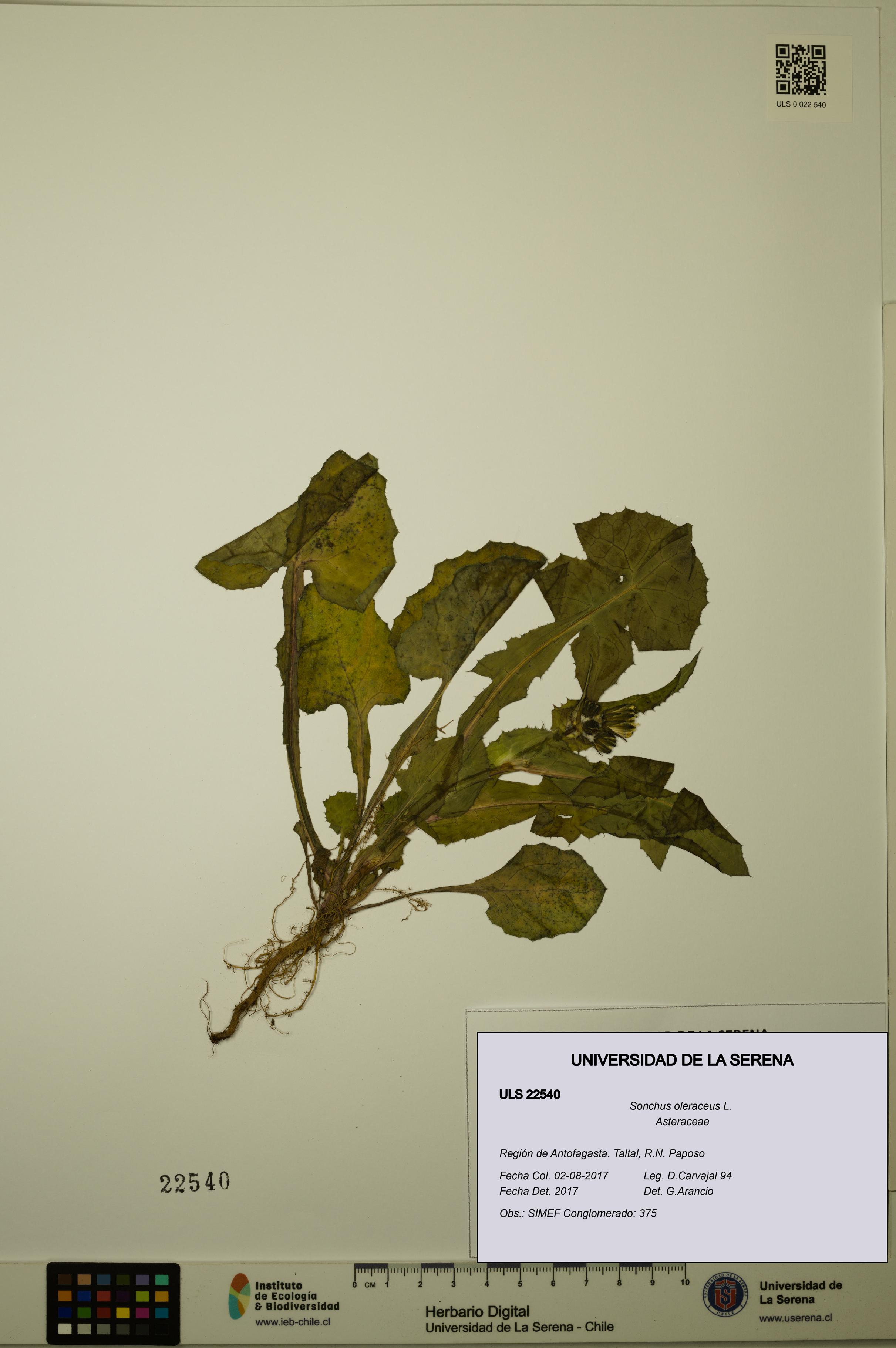 Sonchus oleraceus [Espécimen: ULS:ULS:0022540]