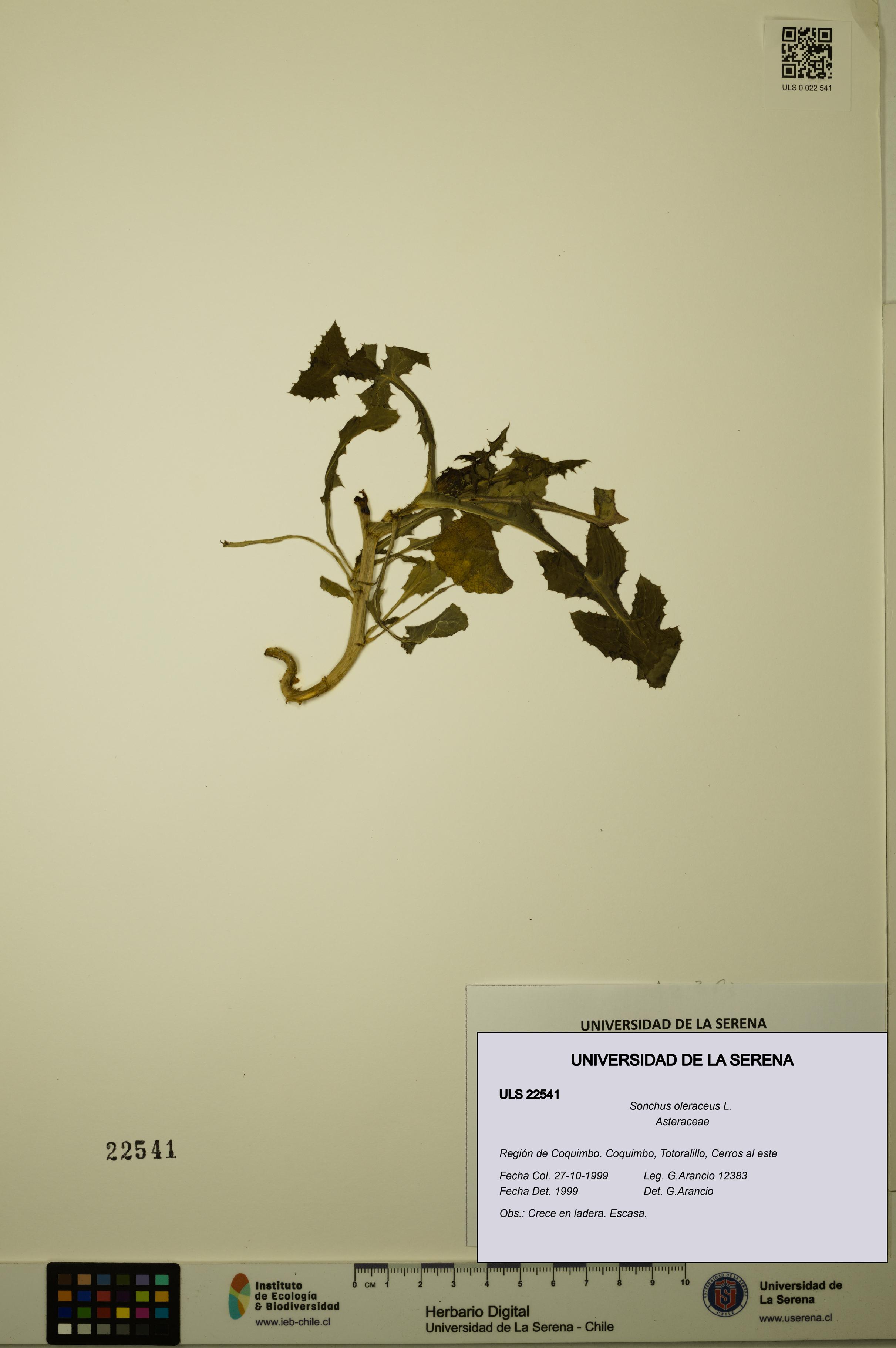 Sonchus oleraceus [Espécimen: ULS:ULS:0022541]