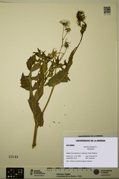 Sonchus oleraceus [Espécimen: ULS:ULS:0022542]