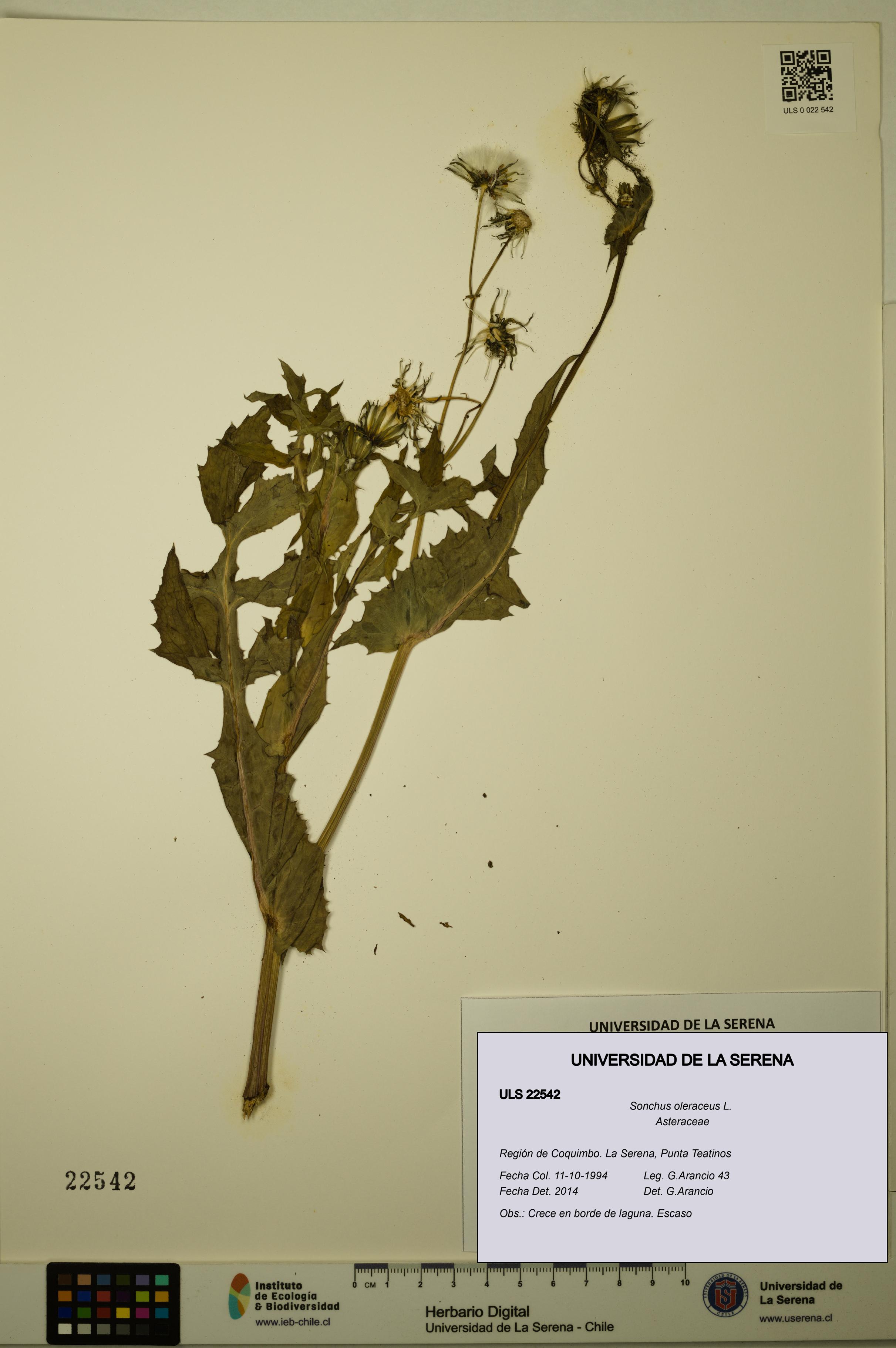 Sonchus oleraceus [Espécimen: ULS:ULS:0022542]