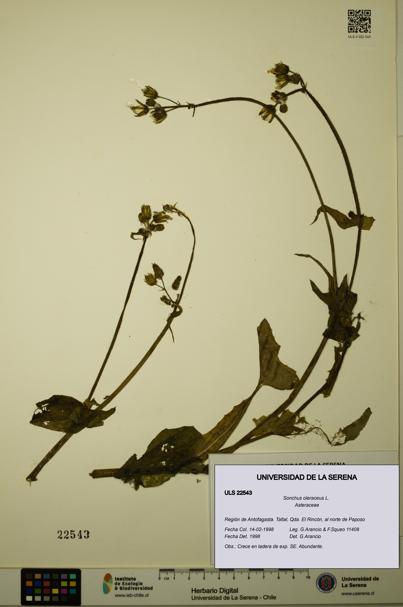 Sonchus oleraceus [Espécimen: ULS:ULS:0022543]