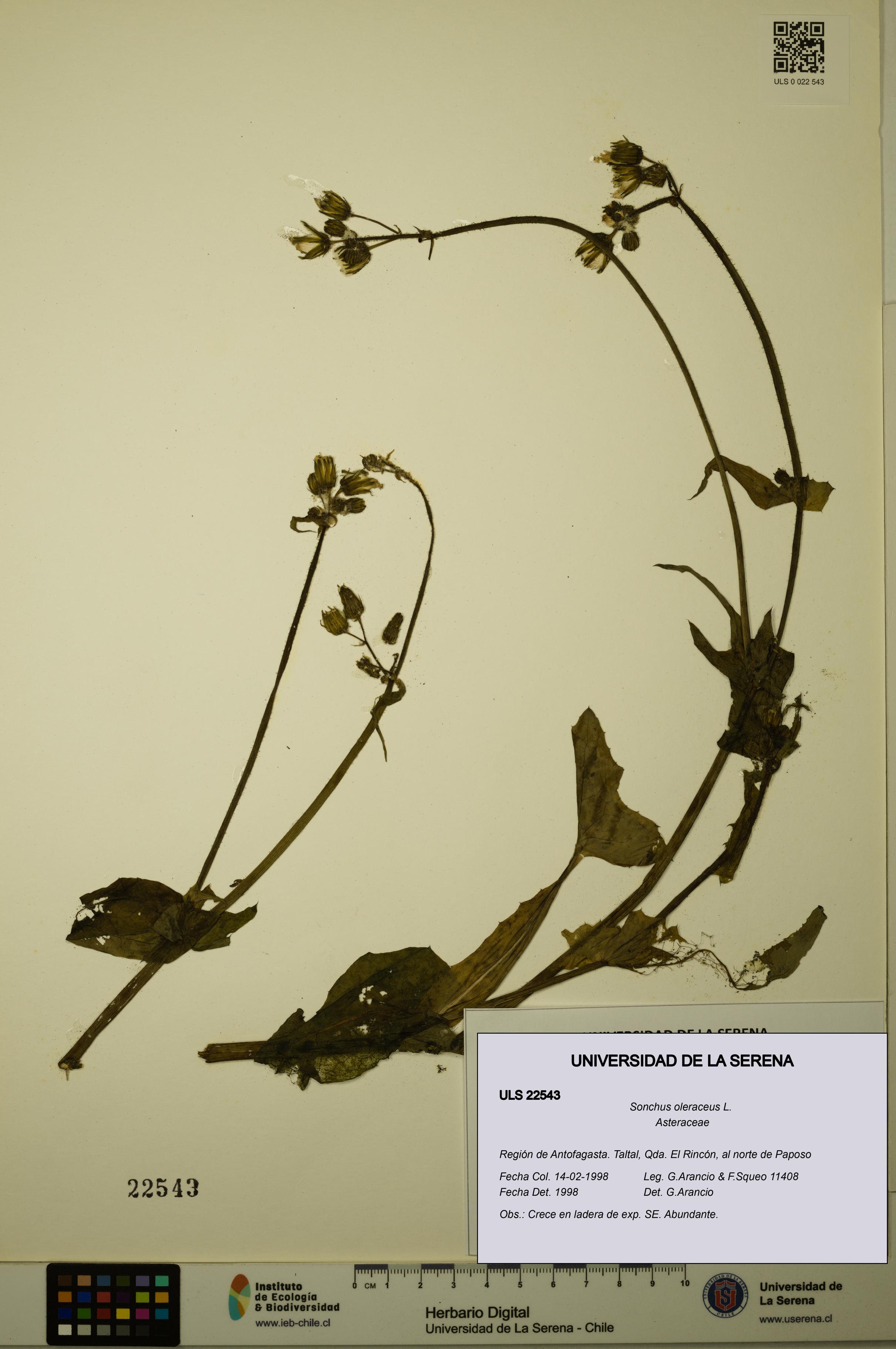 Sonchus oleraceus [Espécimen: ULS:ULS:0022543]