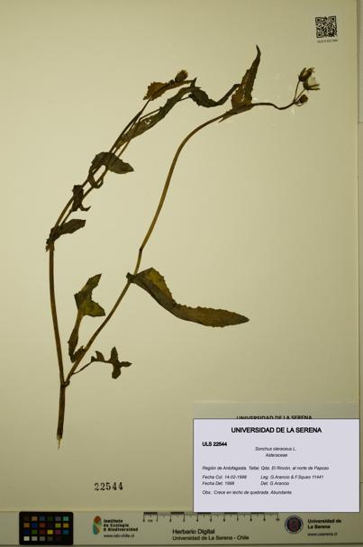 Sonchus oleraceus [Espécimen: ULS:ULS:0022544]