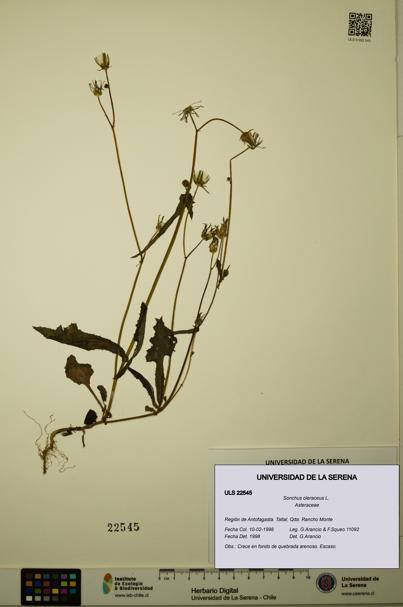 Sonchus oleraceus [Espécimen: ULS:ULS:0022545]
