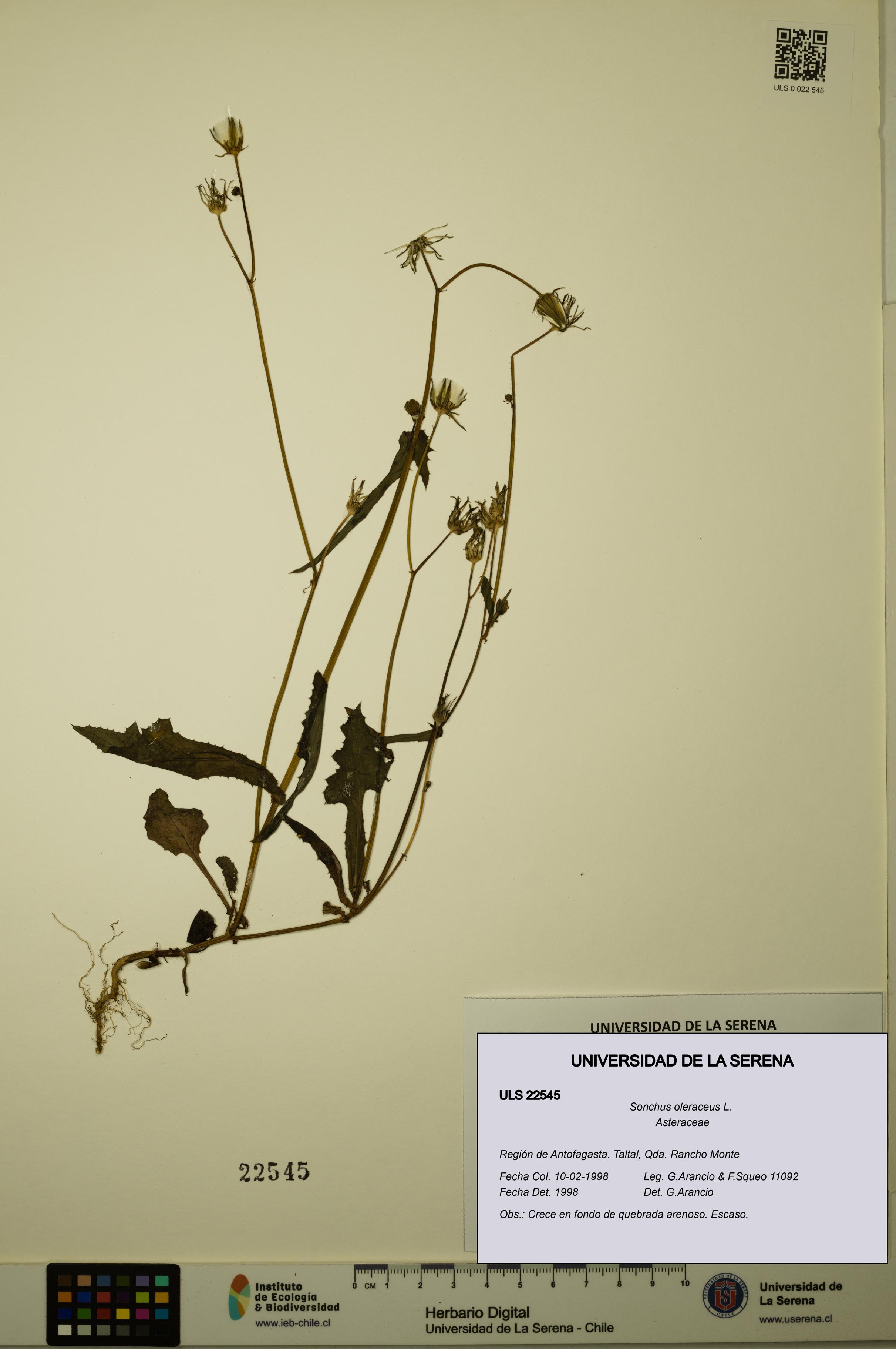 Sonchus oleraceus [Espécimen: ULS:ULS:0022545]