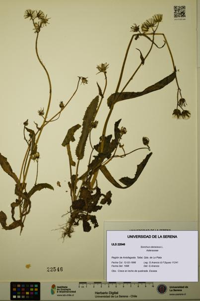 Sonchus oleraceus [Espécimen: ULS:ULS:0022546]