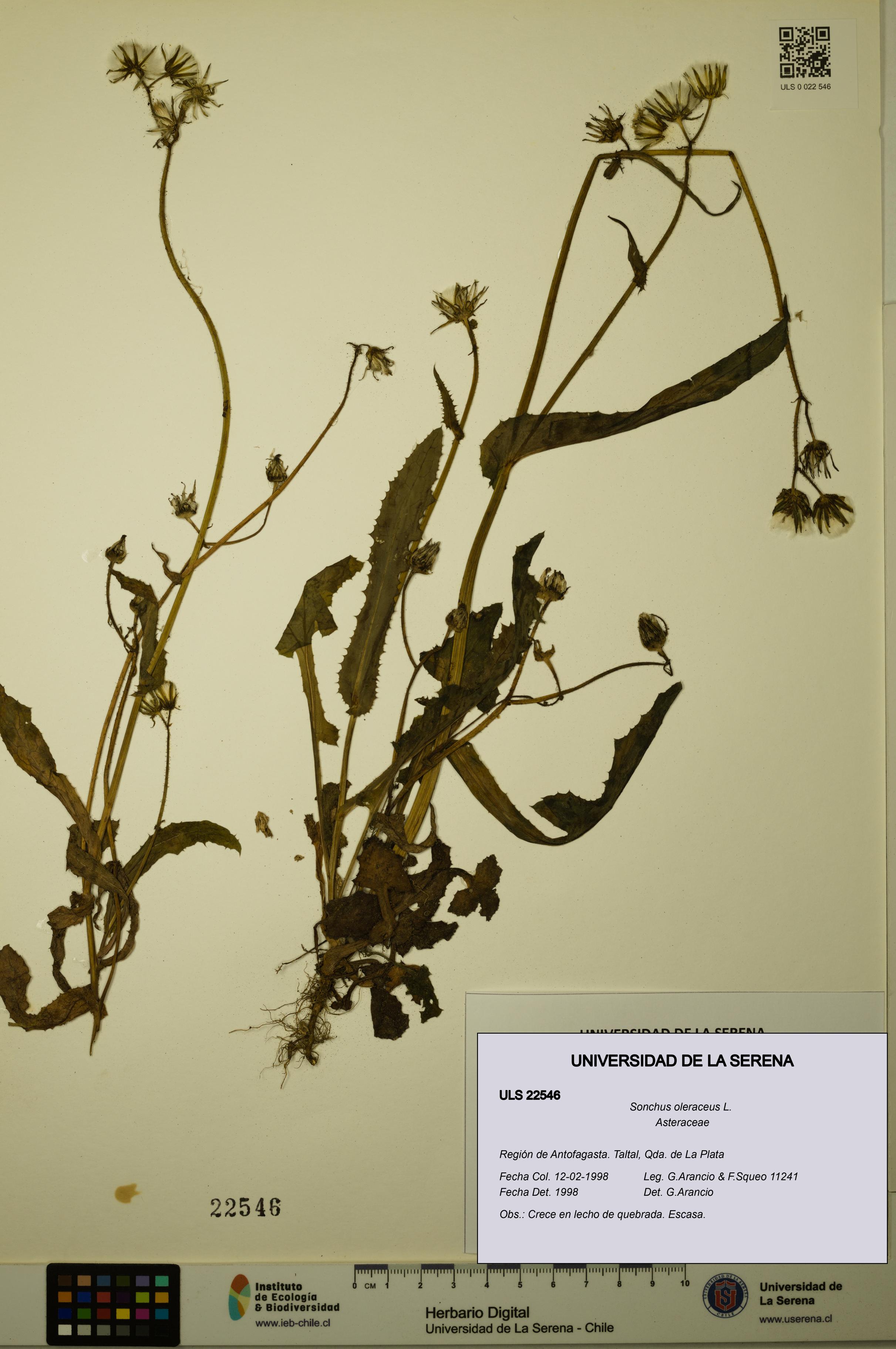 Sonchus oleraceus [Espécimen: ULS:ULS:0022546]
