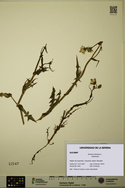 Sonchus oleraceus [Espécimen: ULS:ULS:0022547]