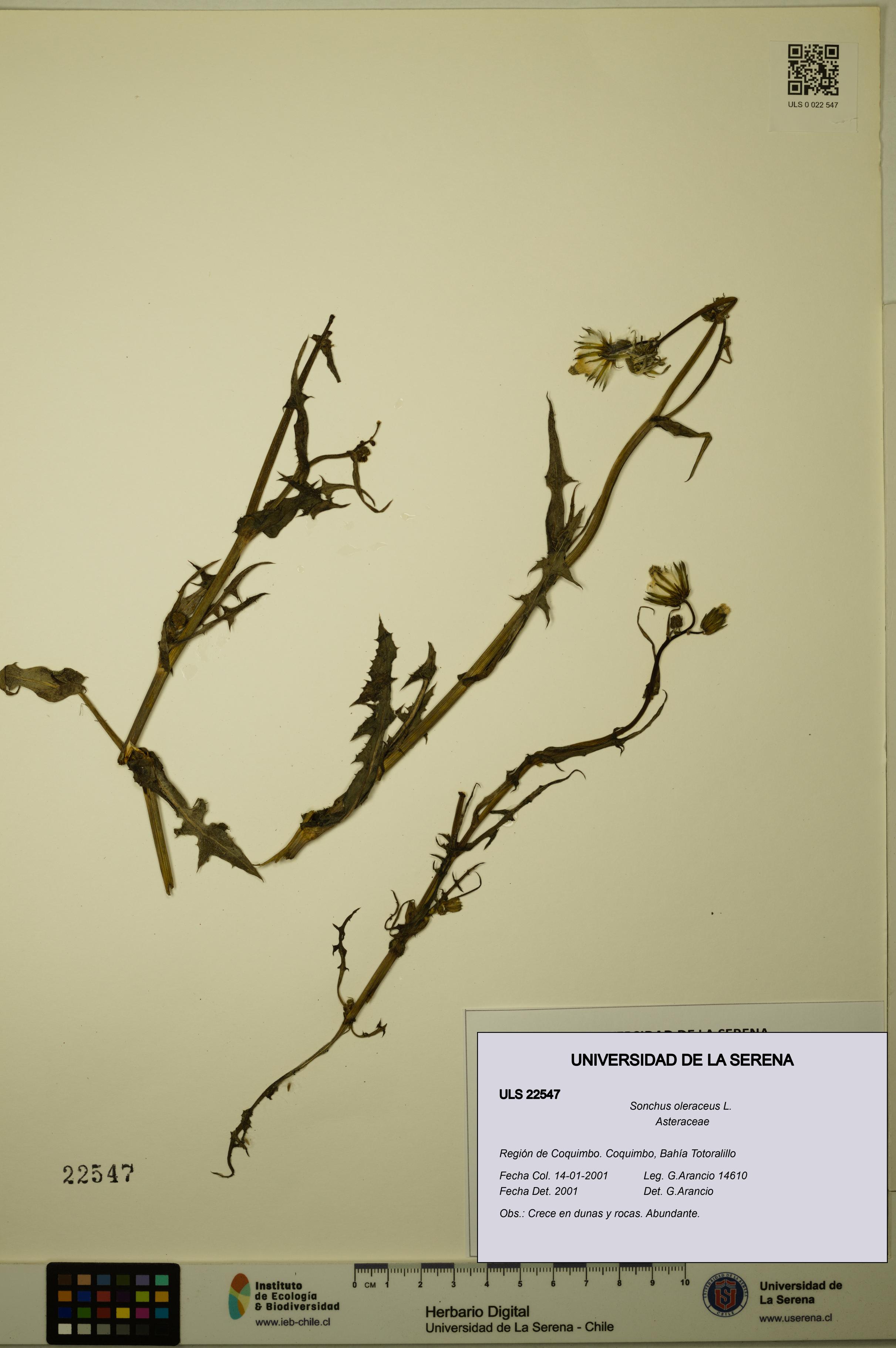 Sonchus oleraceus [Espécimen: ULS:ULS:0022547]