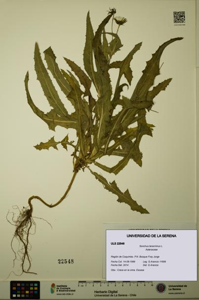 Sonchus tenerrimus [Espécimen: ULS:ULS:0022548]