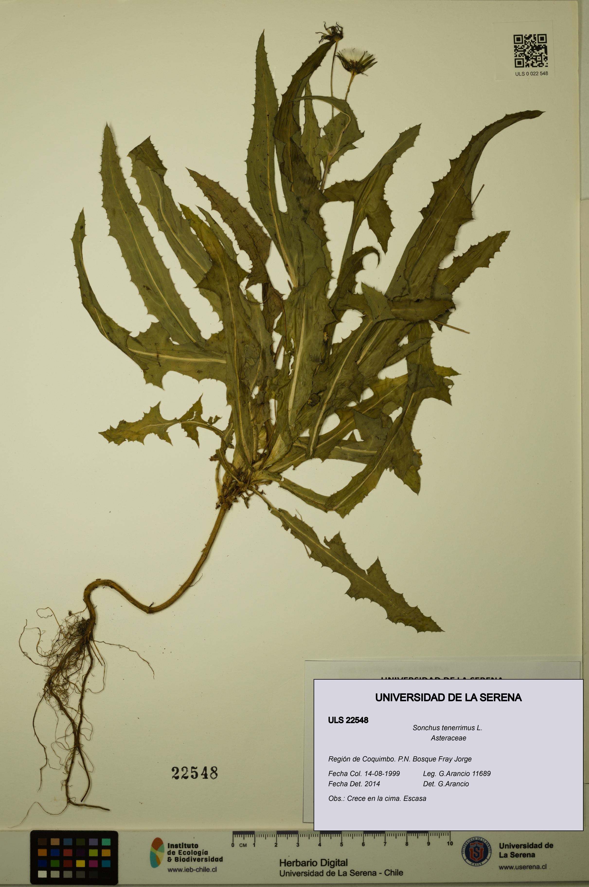 Sonchus tenerrimus [Espécimen: ULS:ULS:0022548]