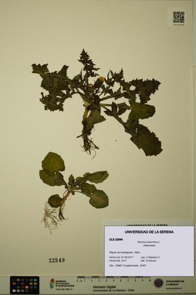Sonchus tenerrimus [Espécimen: ULS:ULS:0022549]