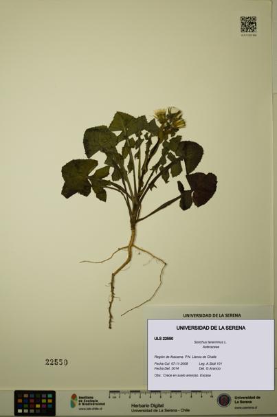 Sonchus tenerrimus [Espécimen: ULS:ULS:0022550]