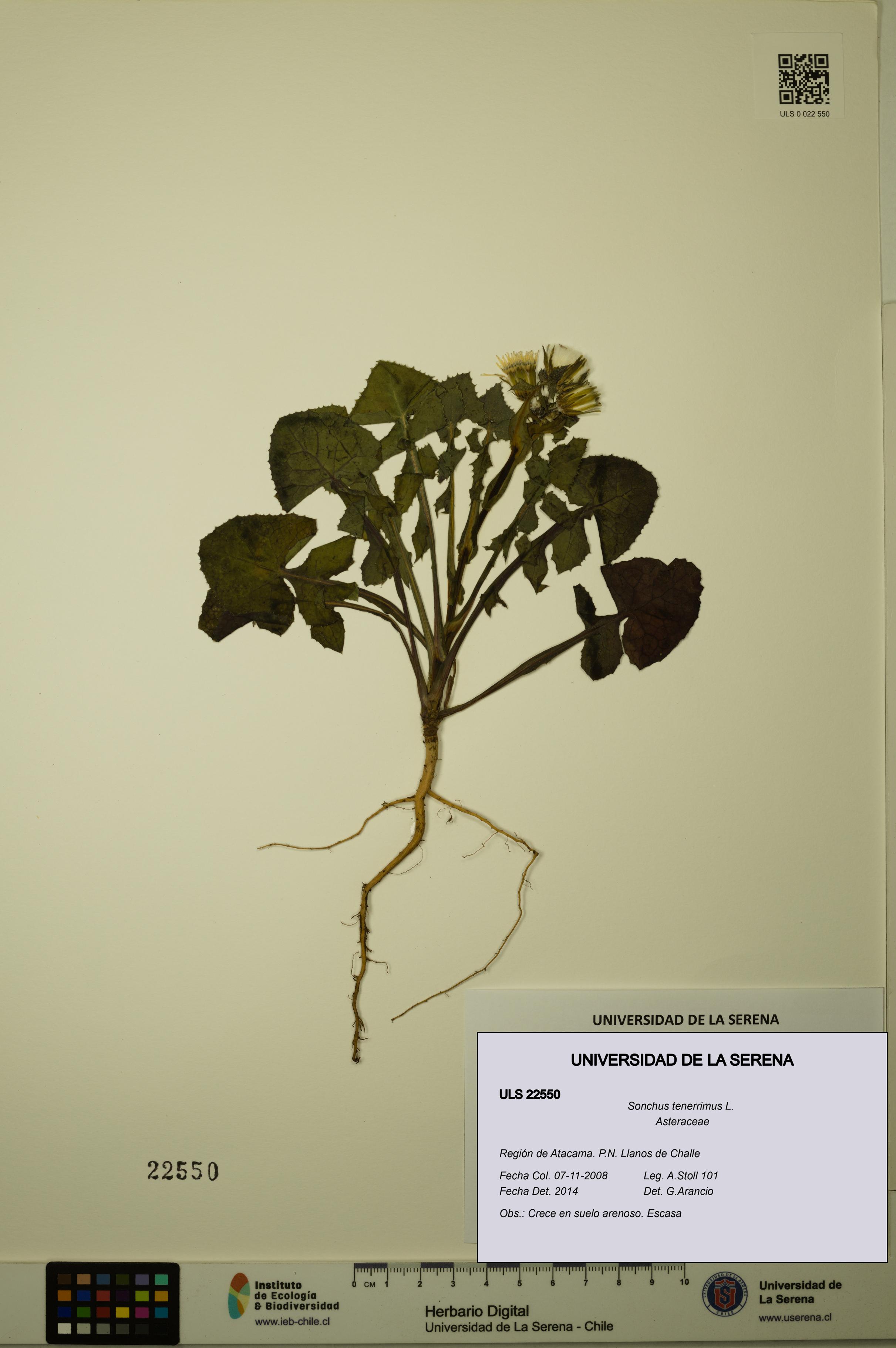 Sonchus tenerrimus [Espécimen: ULS:ULS:0022550]