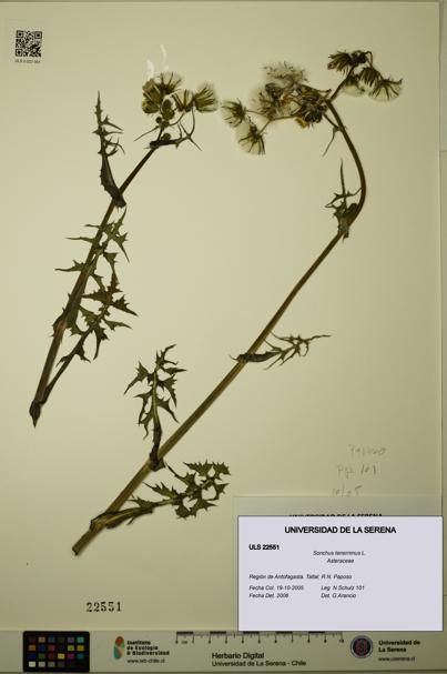 Sonchus tenerrimus [Espécimen: ULS:ULS:0022551]