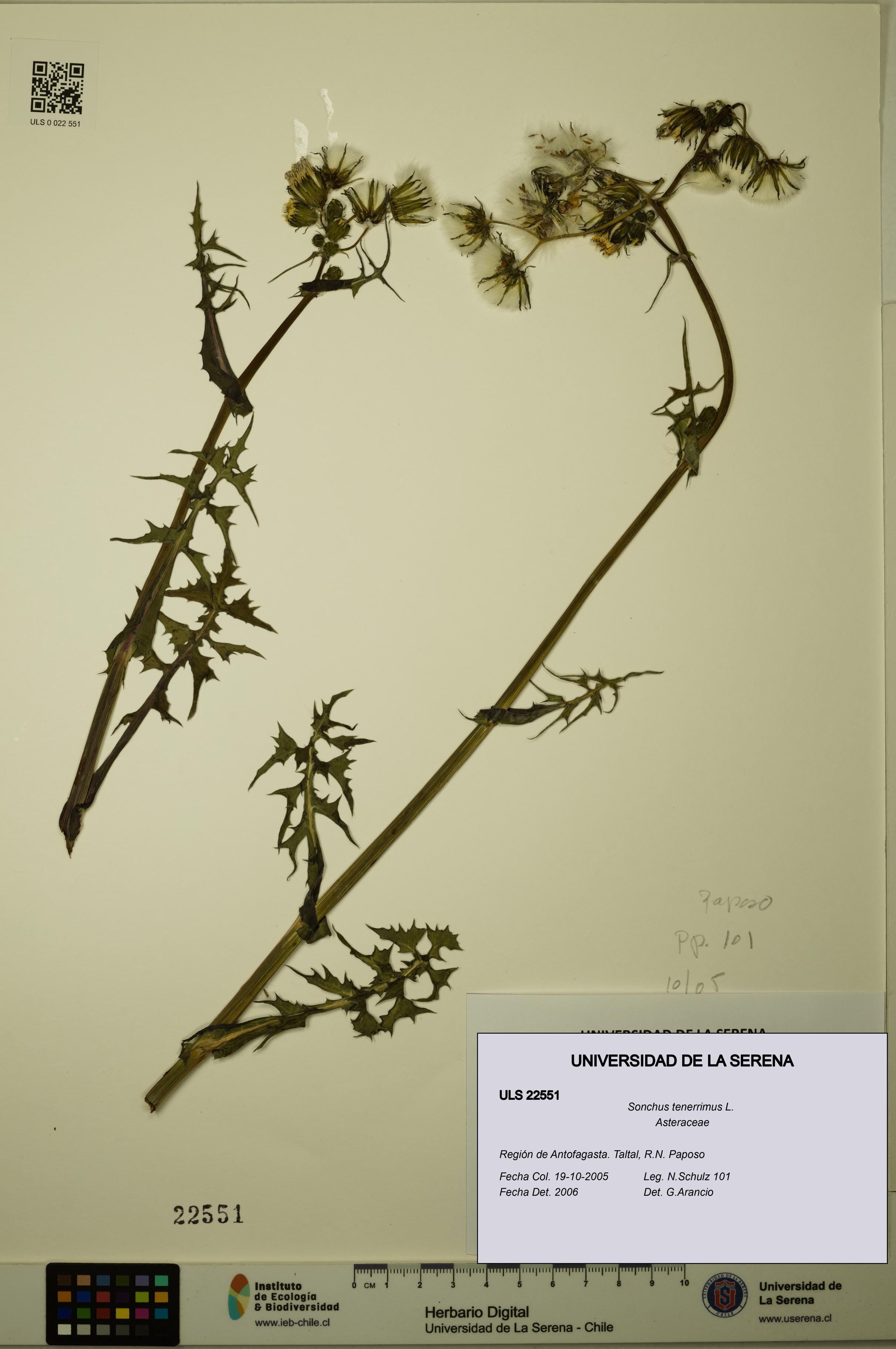 Sonchus tenerrimus [Espécimen: ULS:ULS:0022551]