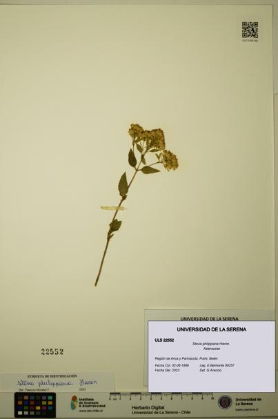 Stevia philippiana [Espécimen: ]