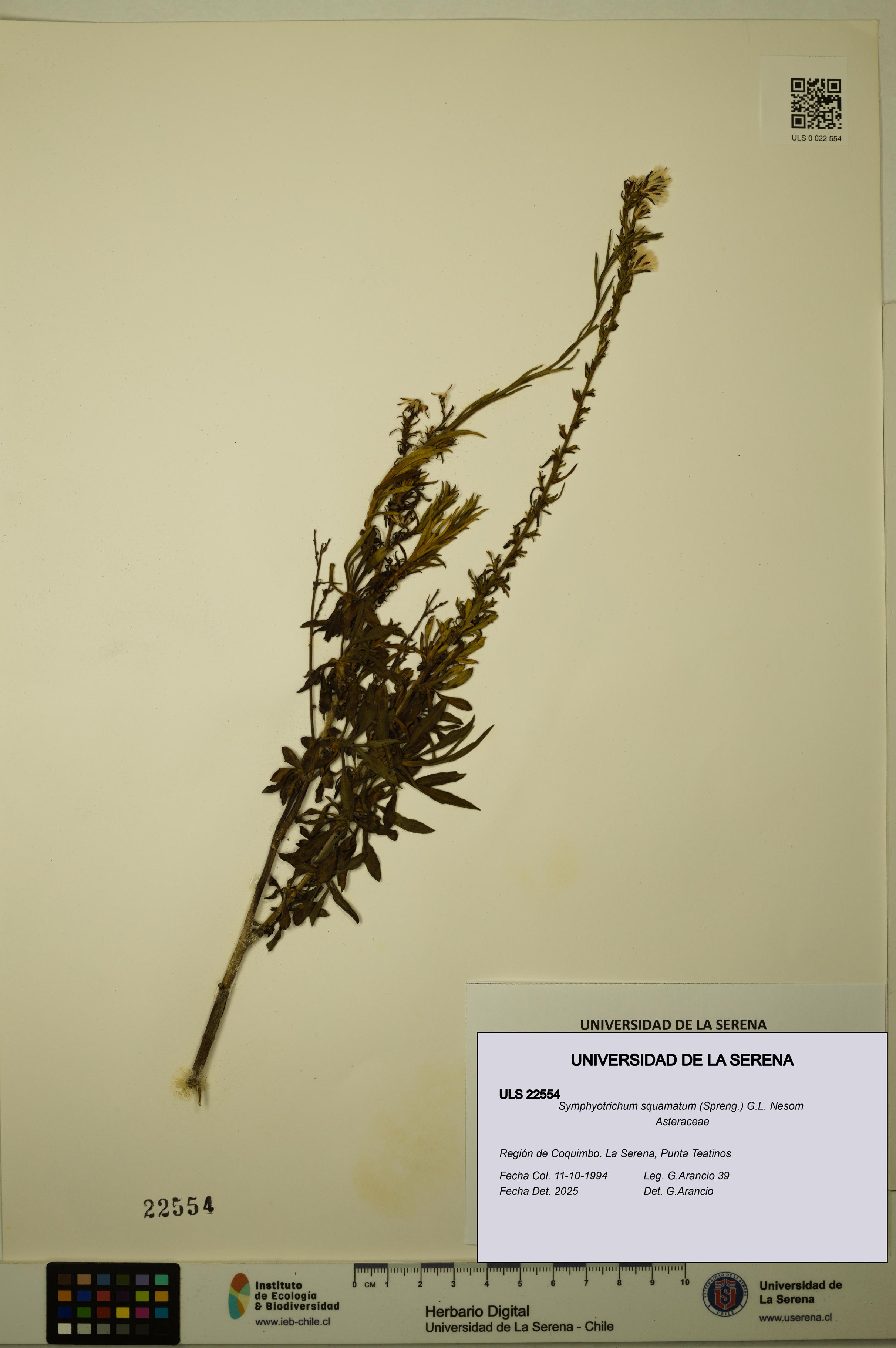 Symphyotrichum squamatum [Espécimen: ULS:ULS:0022554]