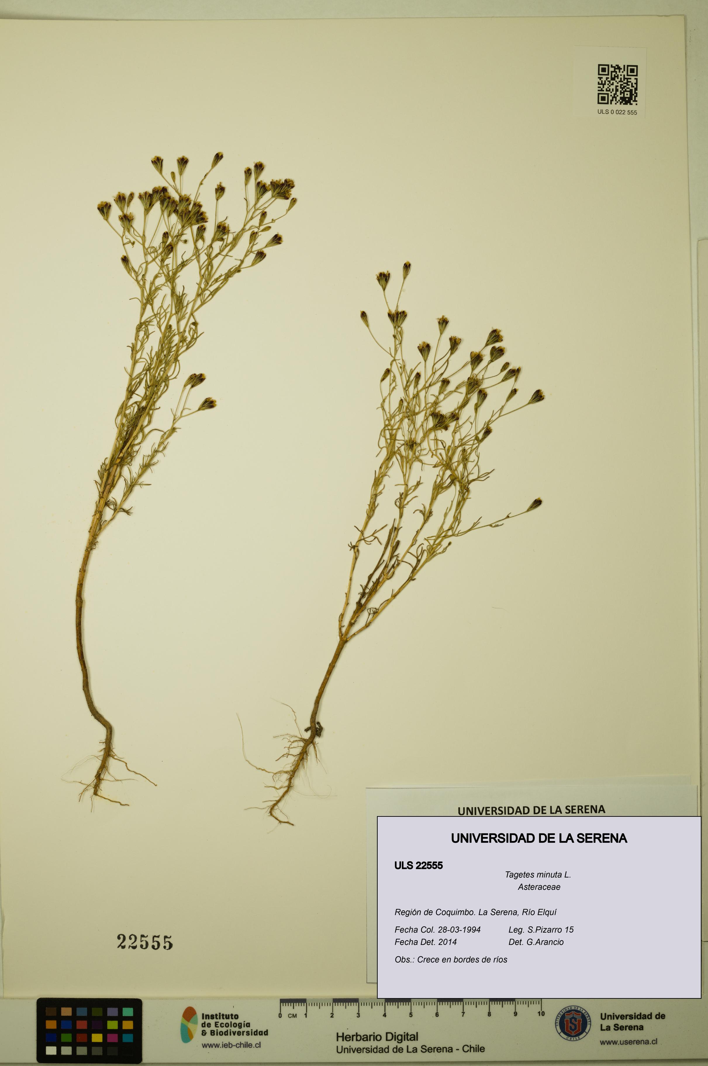 Tagetes minuta [Espécimen: ULS:ULS:0022555]