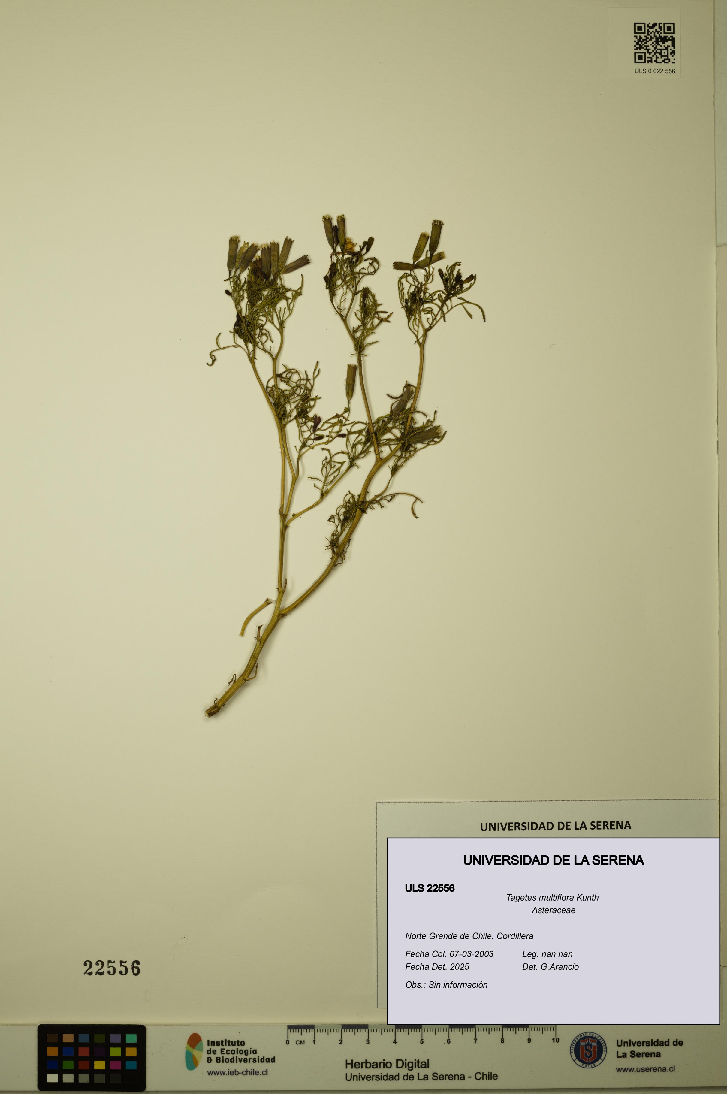 Tagetes multiflora [Espécimen: ULS:ULS:0022556]