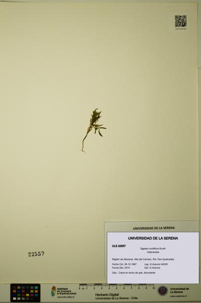 Tagetes multiflora [Espécimen: ULS:ULS:0022557]