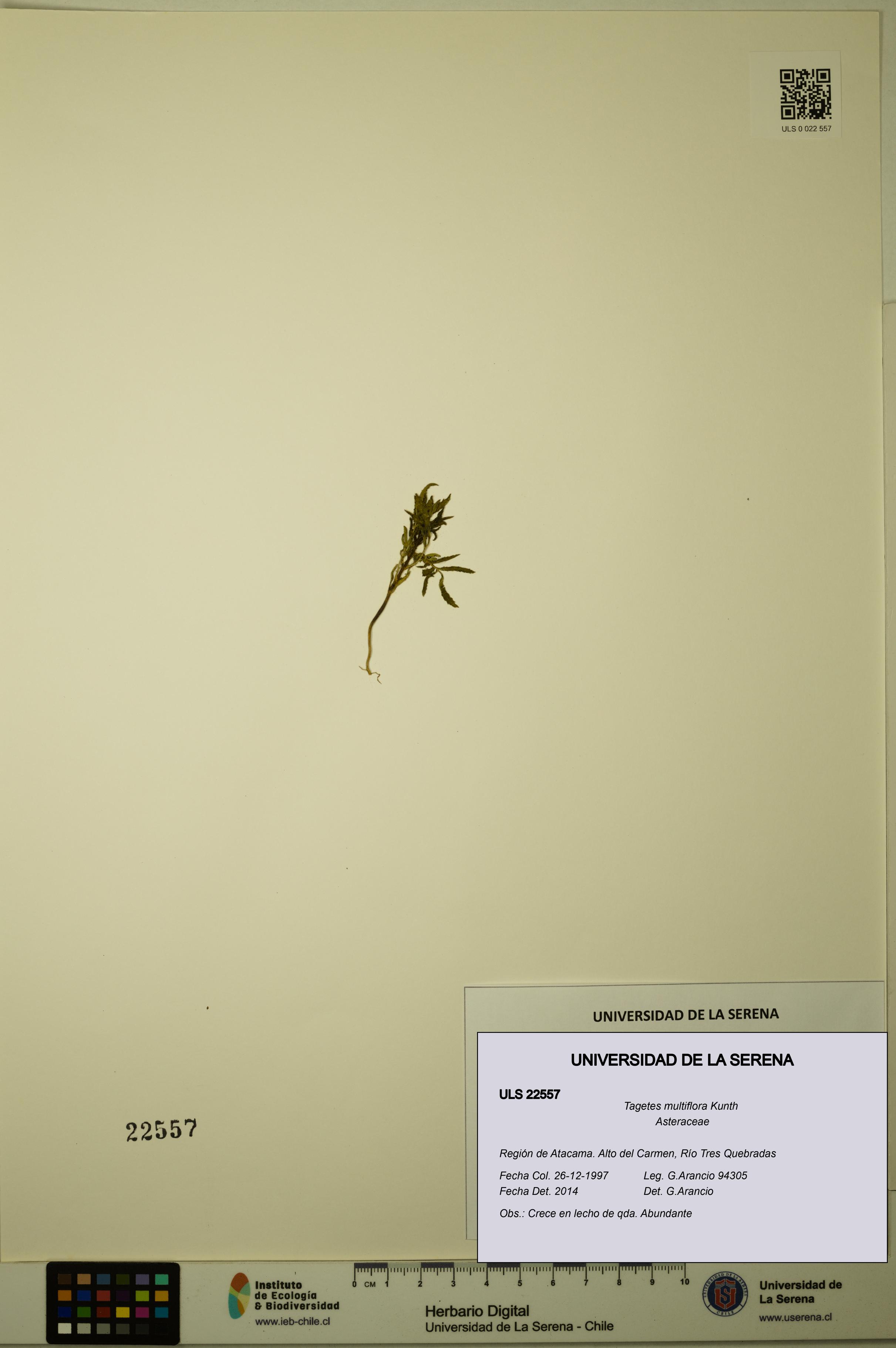 Tagetes multiflora [Espécimen: ULS:ULS:0022557]