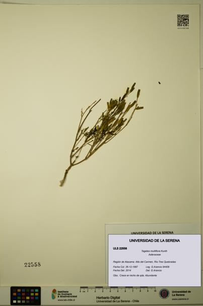 Tagetes multiflora [Espécimen: ULS:ULS:0022558]