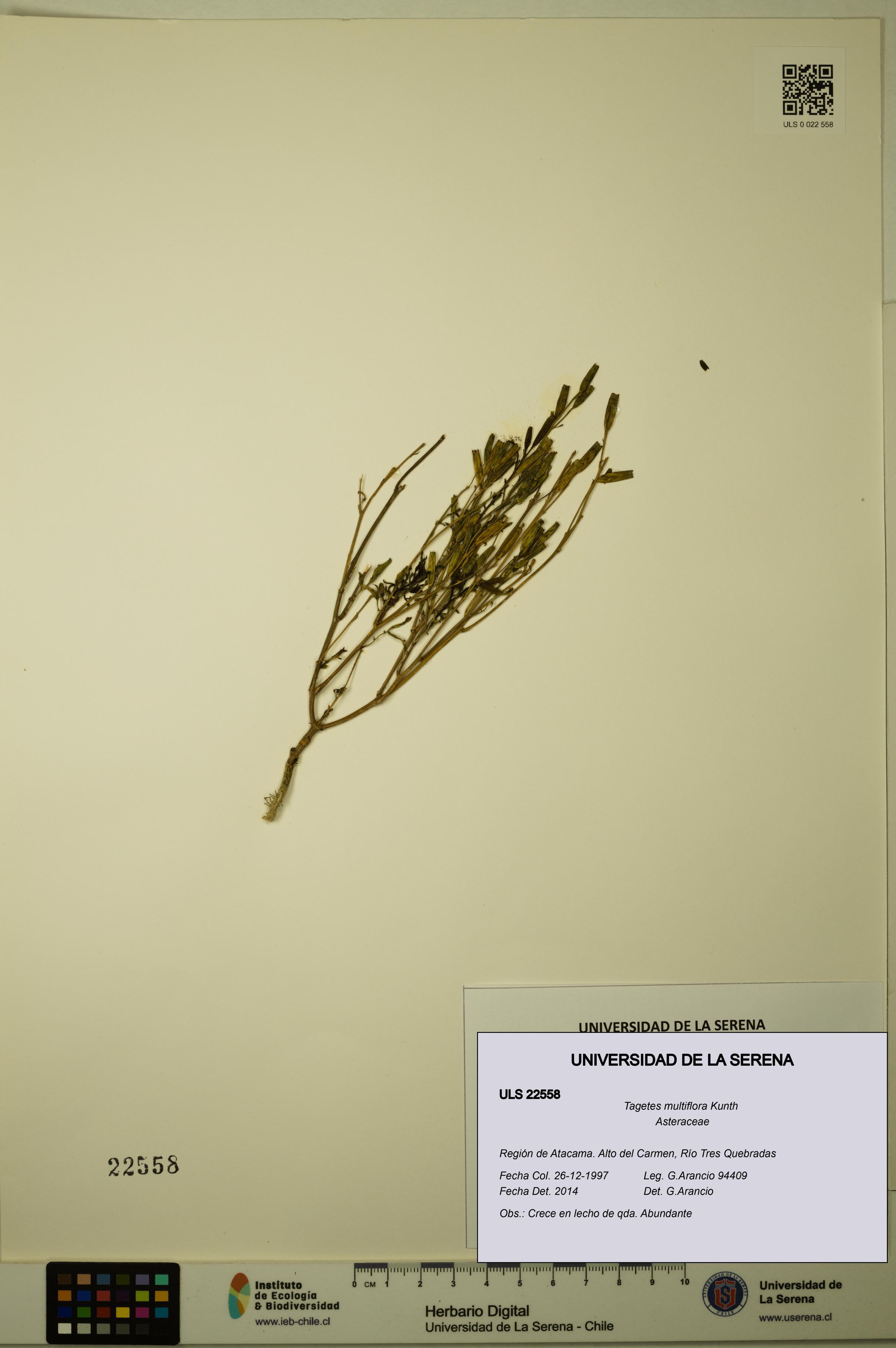 Tagetes multiflora [Espécimen: ULS:ULS:0022558]