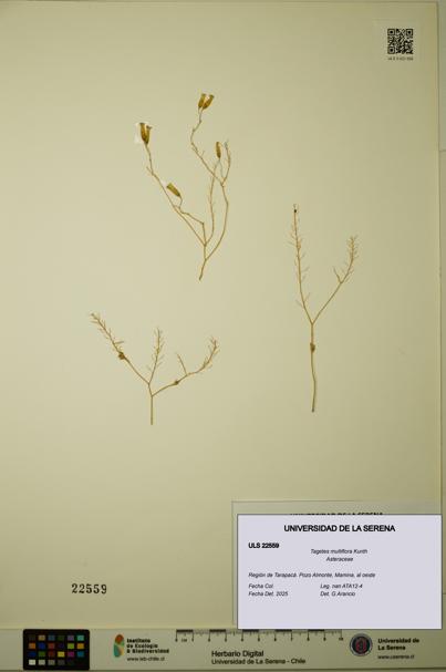 Tagetes multiflora [Espécimen: ULS:ULS:0022559]