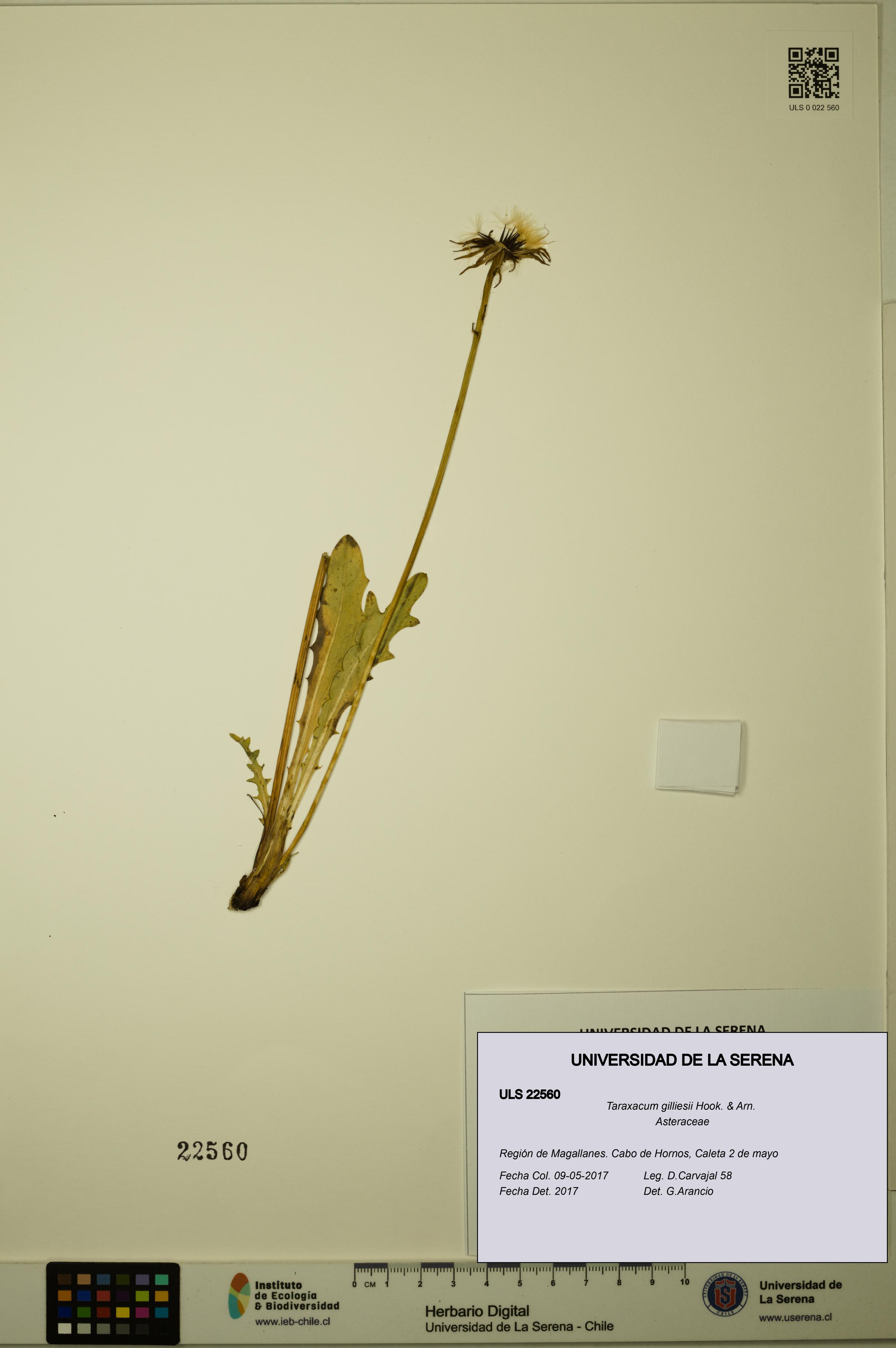 Taraxacum gilliesii [Espécimen: ULS:ULS:0022560]