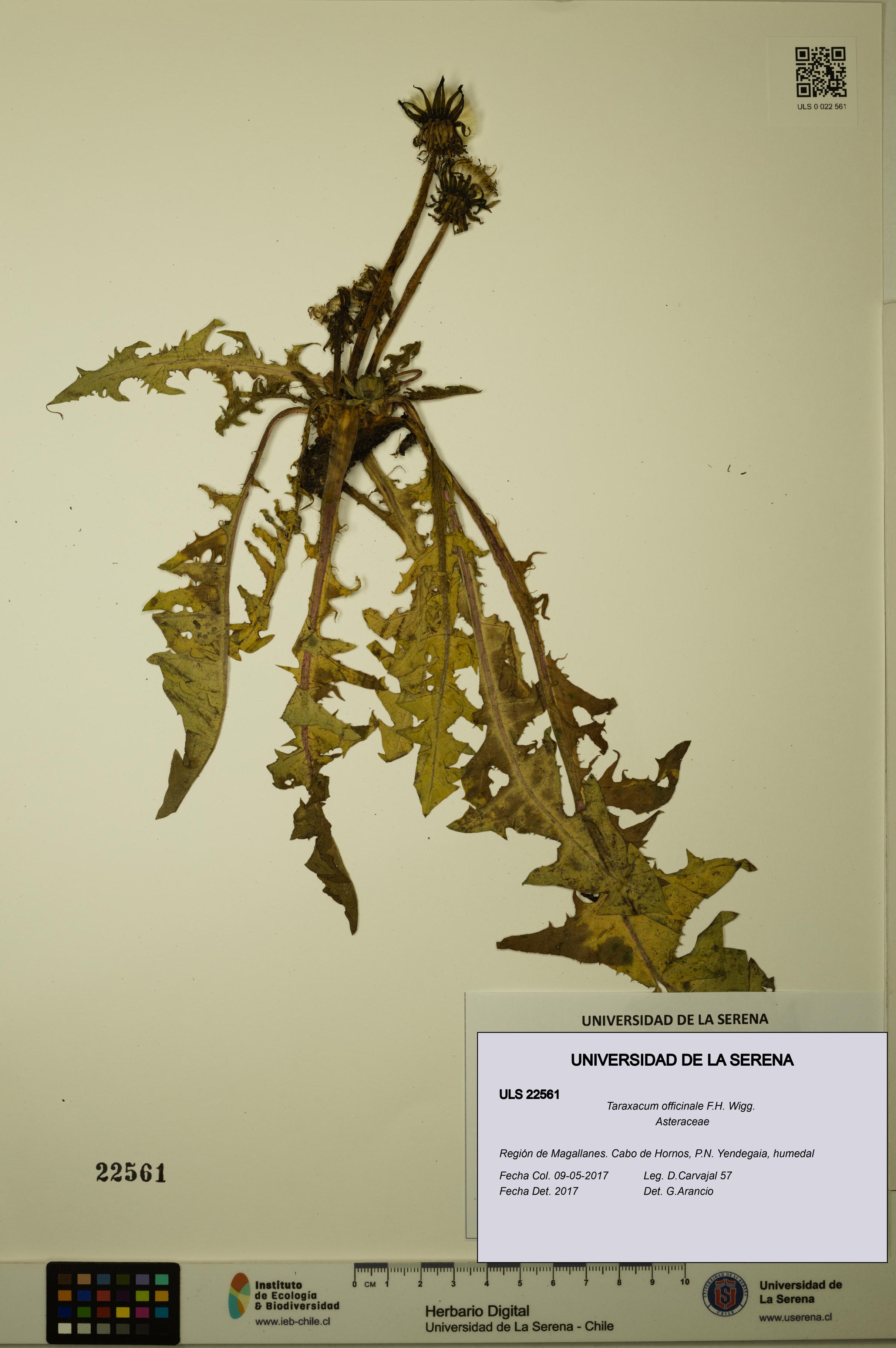 Taraxacum officinale [Espécimen: ULS:ULS:0022561]