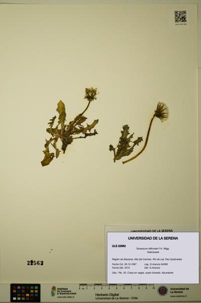Taraxacum officinale [Espécimen: ULS:ULS:0022562]