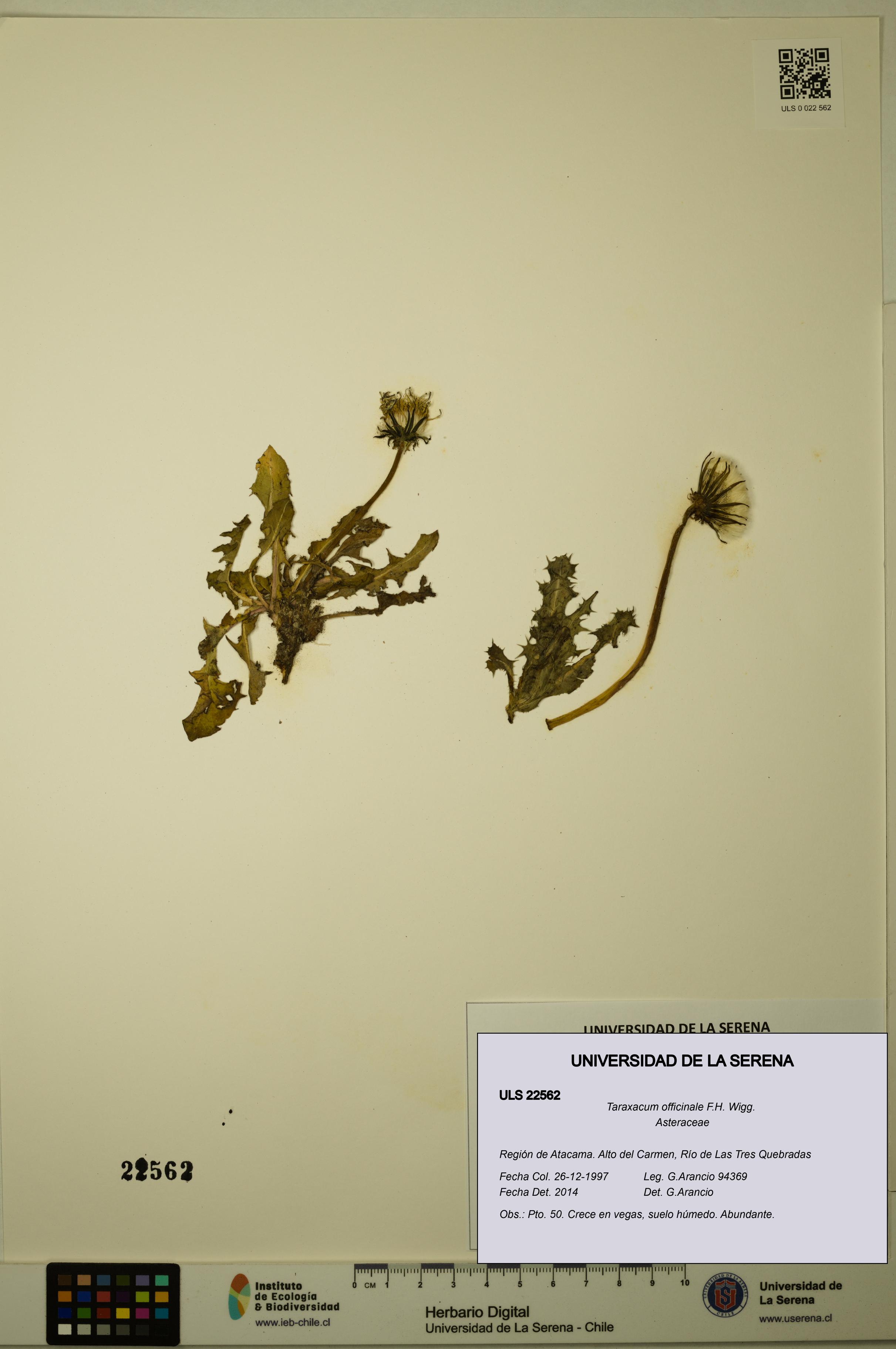 Taraxacum officinale [Espécimen: ULS:ULS:0022562]