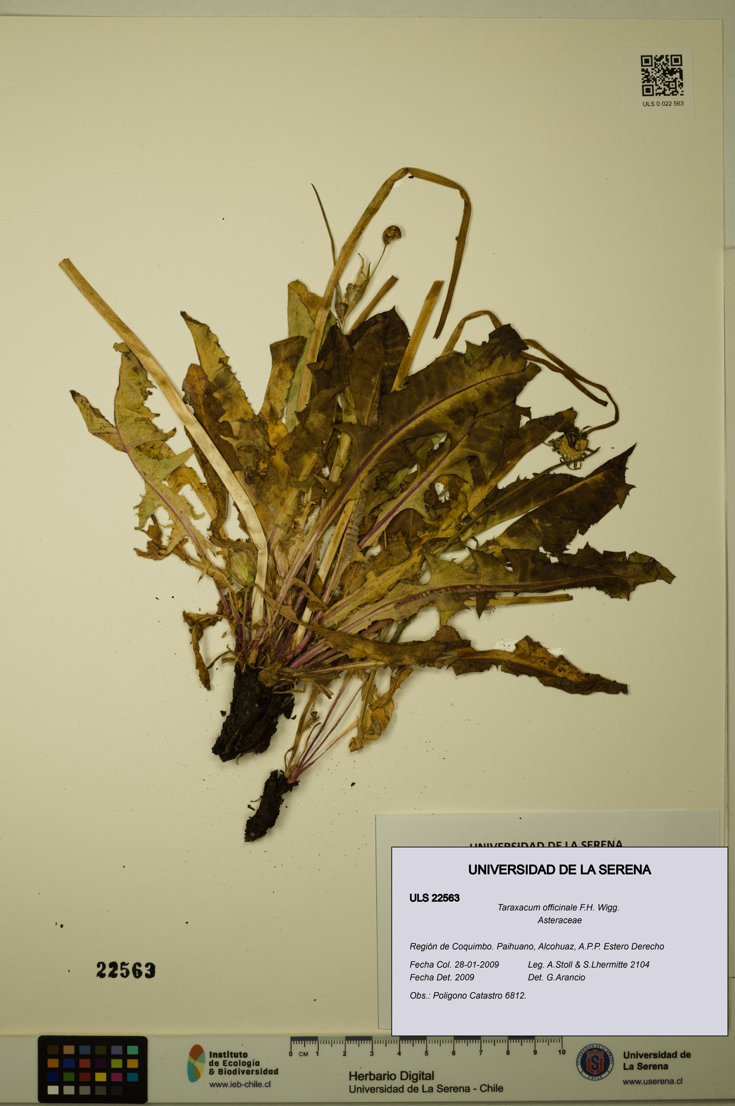 Taraxacum officinale [Espécimen: ULS:ULS:0022563]