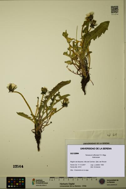 Taraxacum officinale [Espécimen: ULS:ULS:0022564]