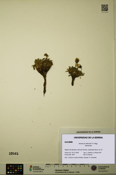 Taraxacum officinale [Espécimen: ULS:ULS:0022565]