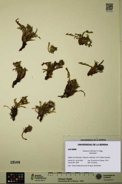 Taraxacum officinale [Espécimen: ULS:ULS:0022566]