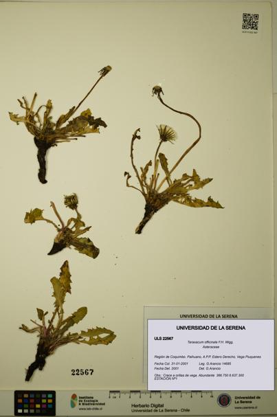 Taraxacum officinale [Espécimen: ULS:ULS:0022567]