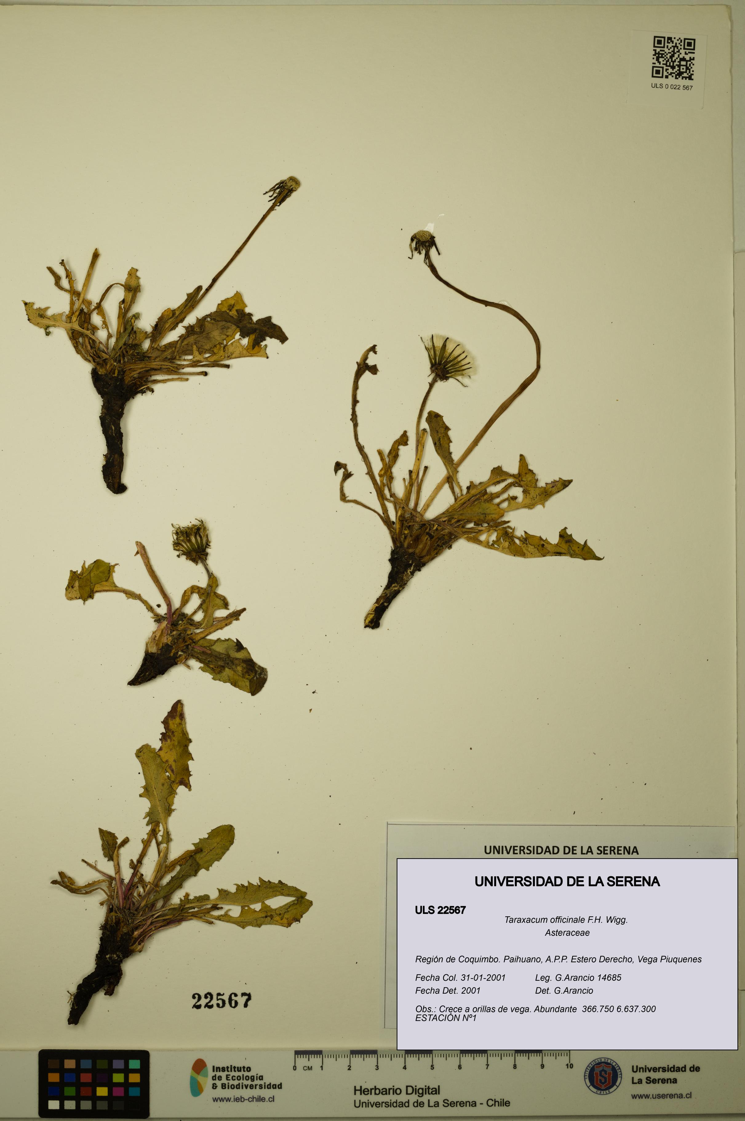 Taraxacum officinale [Espécimen: ULS:ULS:0022567]
