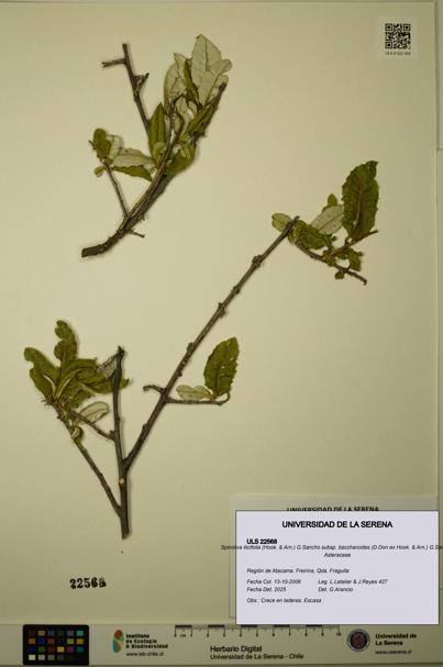 Spinoliva ilicifolia subsp. baccharoides [Espécimen: ULS:ULS:0022568]