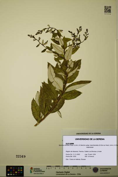 Spinoliva ilicifolia subsp. baccharoides [Espécimen: ULS:ULS:0022569]