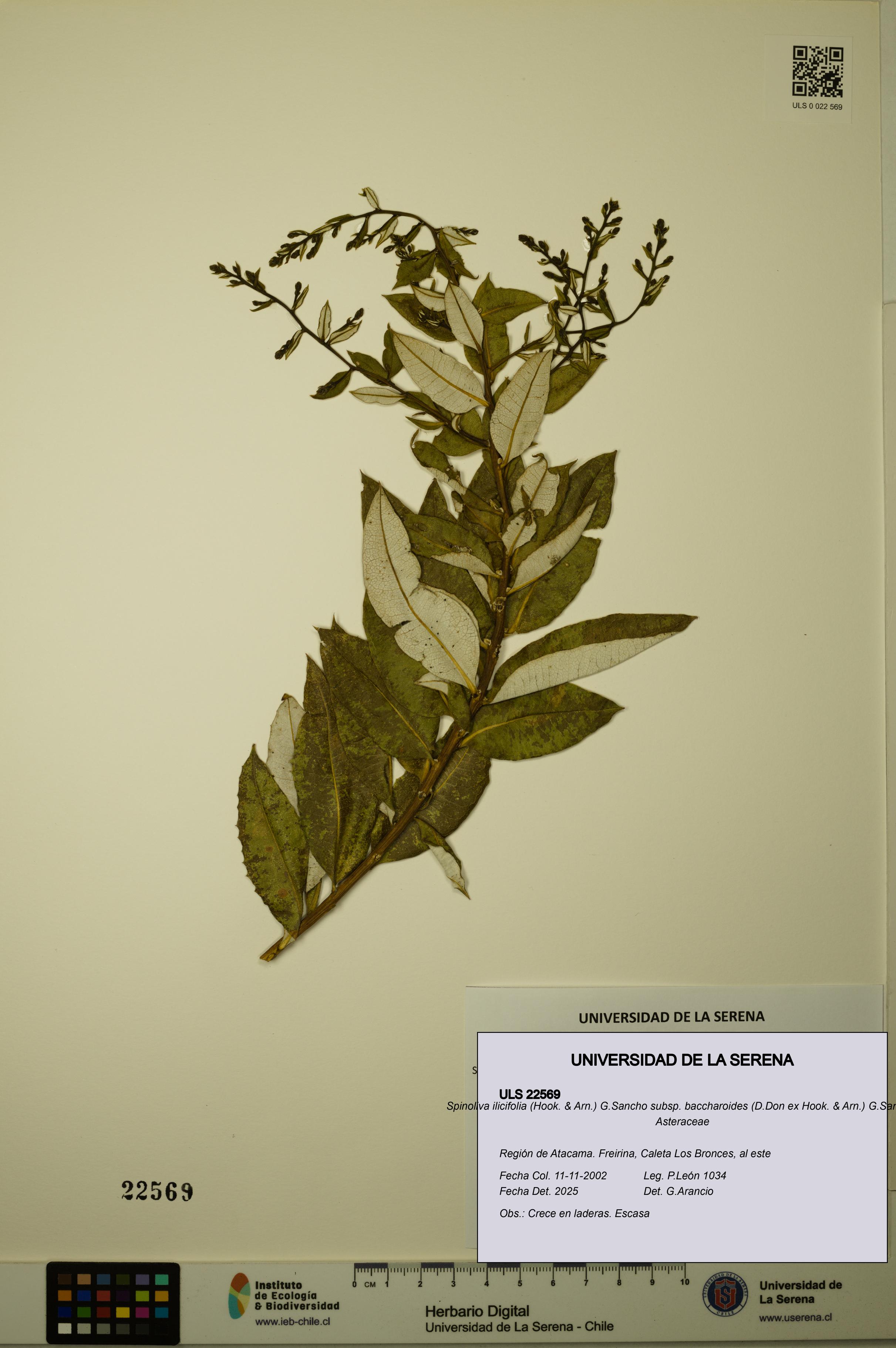 Spinoliva ilicifolia subsp. baccharoides [Espécimen: ULS:ULS:0022569]